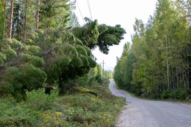 Pyydämme havaintoja myrskyn kaatamista puista sähkölinjoille.

Havainnot voi lähettää sähköpostitse dc.jakobstad@herrfors.fi.
20 kV:n linjoihin (keskijännite / suurjännite) liittyvä palaute pyydetään ensisijaisesti antamaan puhelimitse numeroon (06) 723 0079.

Turvallisuuden vuoksi muistutamme, että vain sähköyhtiön henkilöstö saa poistaa puita sähkölinjoilta.

//

Vi ber om observationer av träd som stormen fällt på elledningar.

Observationer kan skickas per e-post till dc.jakobstad@herrfors.fi.
Respons gällande 20 kV-linjer (mellan-/högspänning) tas i första hand emot per telefon på (06) 723 0079.

Av säkerhetsskäl vill vi påminna om att endast elbolagets personal får avlägsna träd från elledningar.

//

We ask for observations of trees brought down by the storm onto power lines.

Observations can be sent by email to dc.jakobstad@herrfors.fi.
Feedback regarding 20 kV lines (medium/high voltage) should preferably be given by phone at (06) 723 0079.

For safety reasons, we remind that only the electricity company’s personnel are allowed to remove trees from power lines.