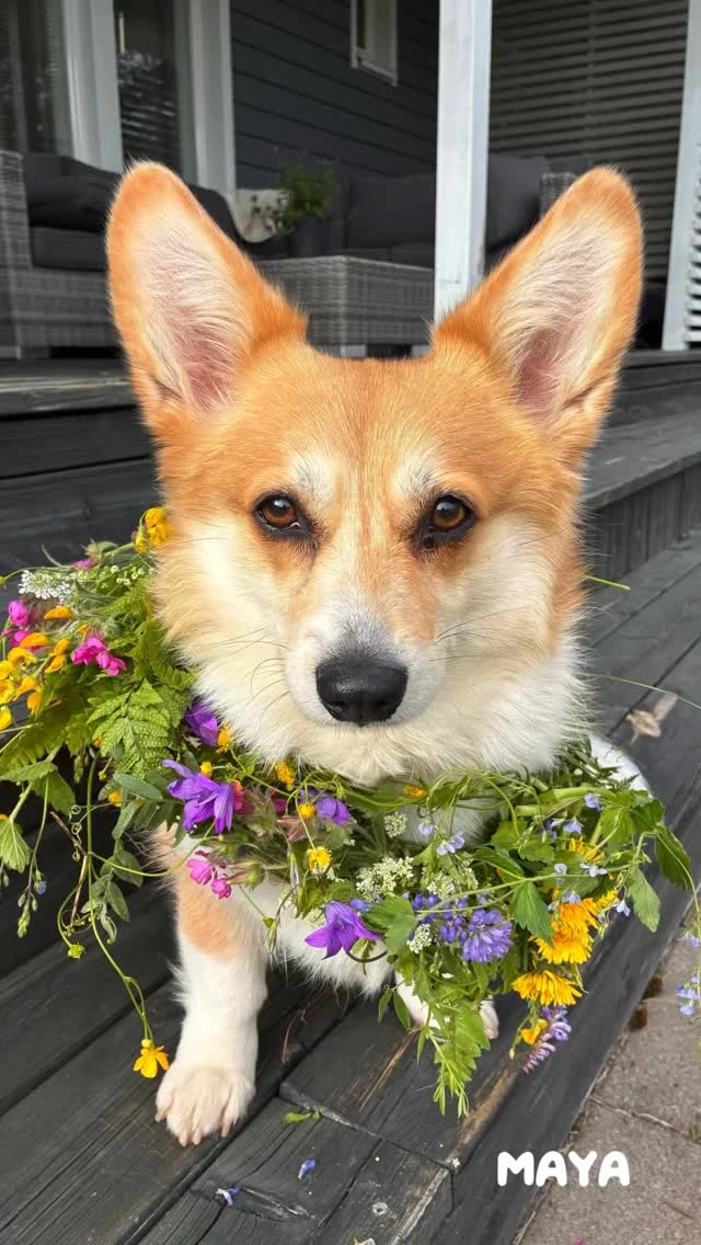 Hyvää juhannusta Herrforsilta – ja työntekijöidemme ihanilta lemmikeiltä! 🌸🐶🐱
Nautitaan valosta, kesästä ja yhdessäolosta.

Glad midsommar från Herrfors-gänget – och deras underbara husdjur! 🌸🐶🐱

#herrfors #midsommar#juhannus

Vi önskar er alla en ljus, avkopplande och trygg midsommar.